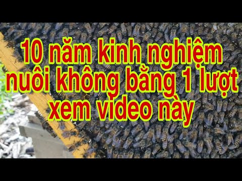 Cách làm cho ong xây đầy cầu nhanh nhất | Kỹ thuật nuôi ong mật