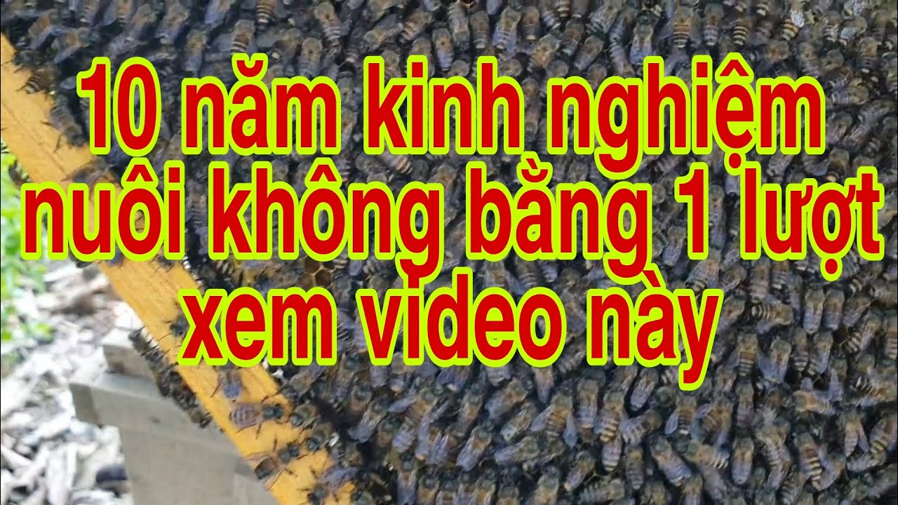 Cách làm cho ong xây đầy cầu nhanh nhất | Kỹ thuật nuôi ong mật