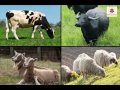 Our Animal Friends | Pet Animals and Wild Animals | Periwinkle