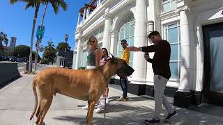 Cash 2.0 Great Dane on Rodeo Drive in Beverly Hills 23