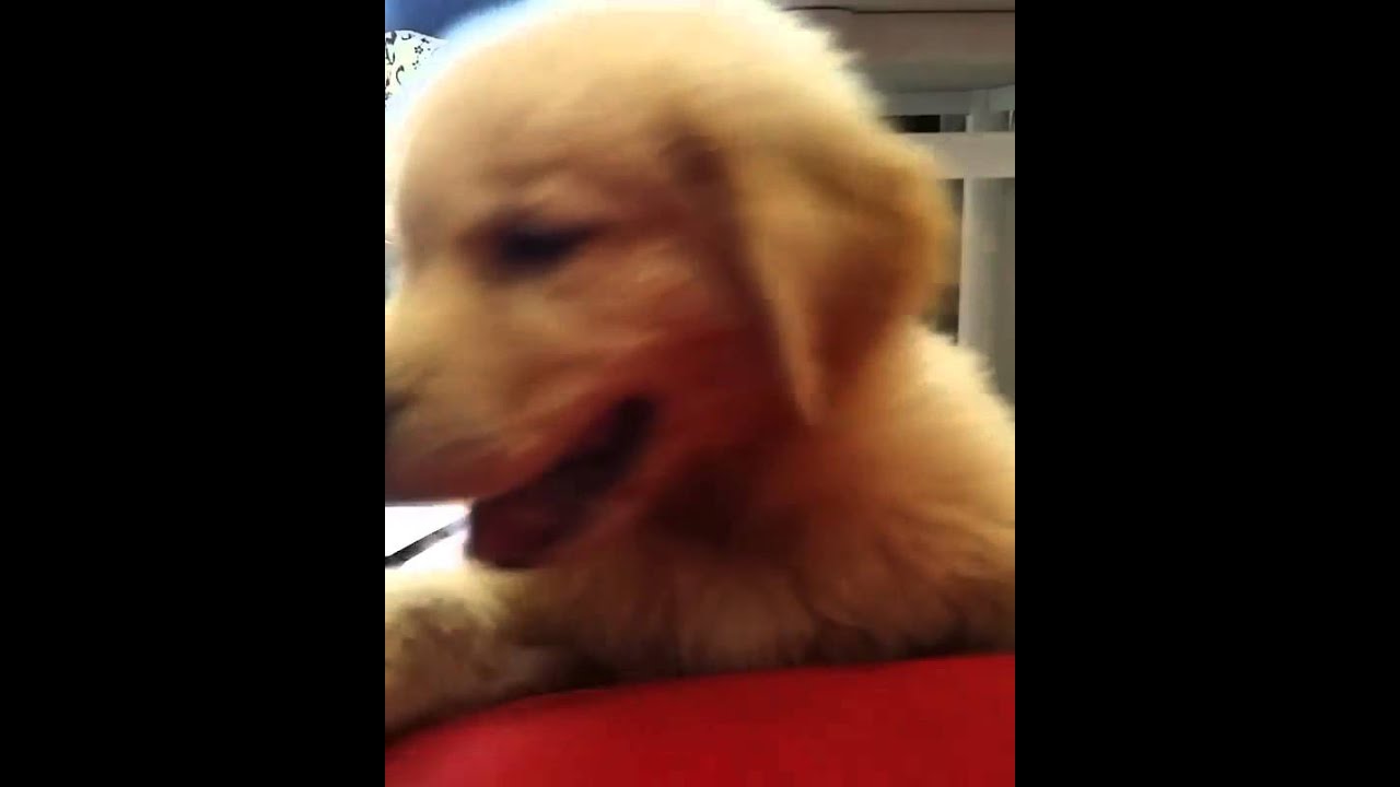 Golden Retriever Puppy Tries to Bite Camera YouTube