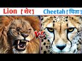 शेर और चीते की लड़ाई में कौन जीतेगा ll Lion vs Cheetah fight in hindi