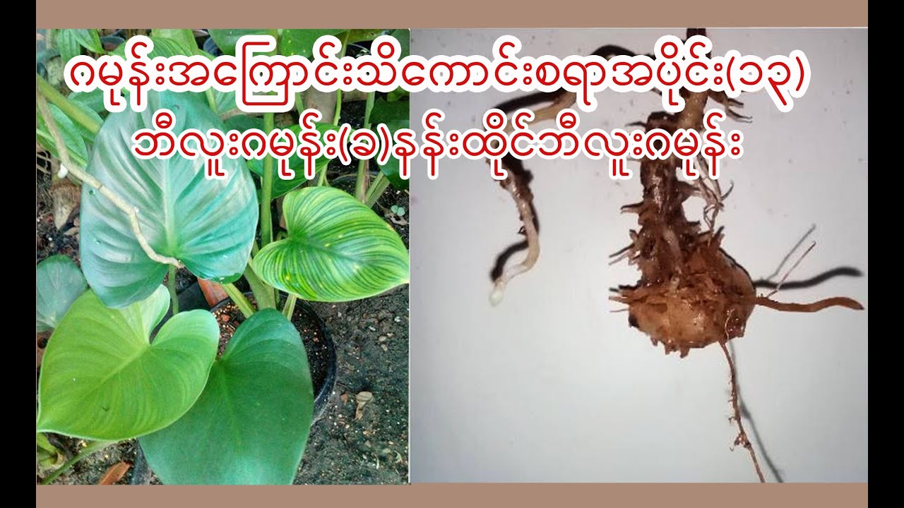 ဂမုန်းအကြောင်းသိကောင်းစရာအပိုင်း(၁၃) မစိုက်သင့်သောဂမုန်းများ                      (ဘီလူးဂမုန်း )