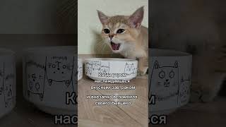 Вспомнить бывшего #cat #кот #тренды  #котик #kitten #cats #юмор