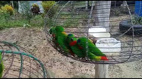 Serindit main singa