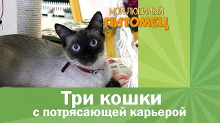 3 кошки с потрясающей карьерой: кошка-железнодорожник, несостоявшийся политик и блогер by Мой любимый питомец 874 views 4 years ago 3 minutes, 34 seconds