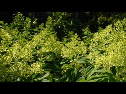 Video: Hortensia In Siberië (66 Foto's): Planten En Verzorgen, Pluimhortensia En Andere Soorten, Reproductie En Populaire Variëteiten Van Tuinhortensia