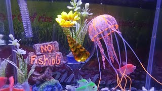 the power is back.#glotetrafish