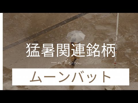 ムーンバット　#猛暑関連銘柄　#株 #株式投資