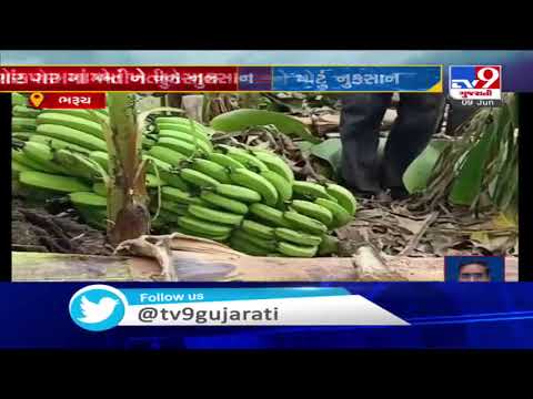 Strong winds uproot Banana trees in Bharuch, farmers panicked | Tv9GujaratiNews