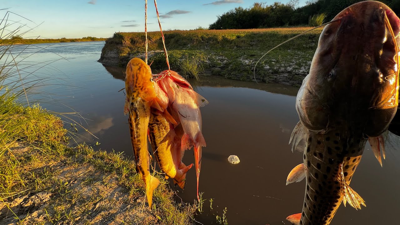 Impresionante Pesca de SURUBÍ con boya “Casi pierdo la caña“ 