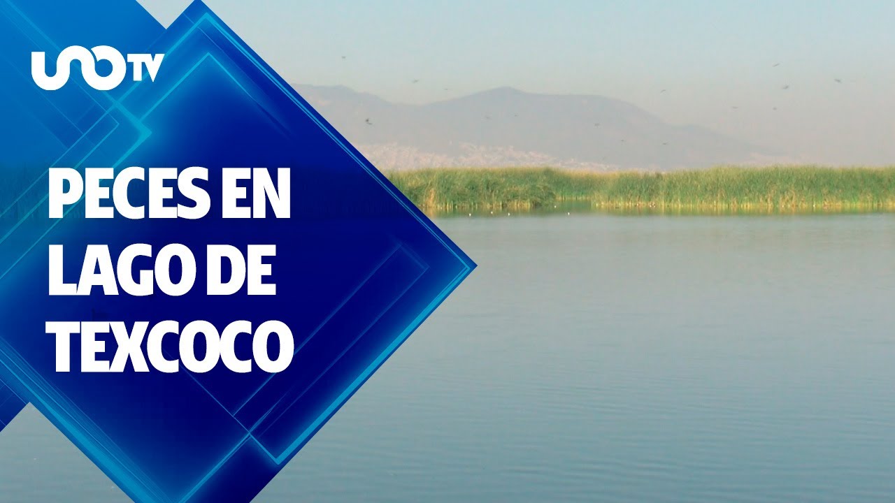 Rehabilitan ecosistema del Lago de Texcoco