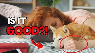 If You Sleep With Your Dog Every Night, THIS Will Happen by Dog Talks 1,101 views 6 days ago 5 minutes, 13 seconds