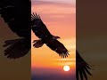 Орёл #eagle  #Беркут  #Хищники #ДикаяПрирода #Природа #ЖивотныйМир #Орел #GoldenEagle #Wildlife