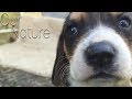 Best Beagle Puppies Compilation 2018 - TOO CUTE!