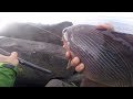 Westport Jetty Fishing - Sea Bass and Sea Perch www.FishingWa.us