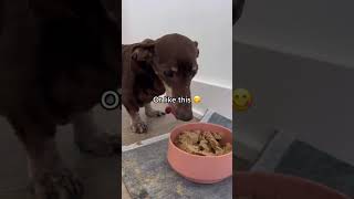 What a toothless dog can eat 😋 #dachshund #sausagedog #wienerdog #rescuedog #dachshunds #seniordog