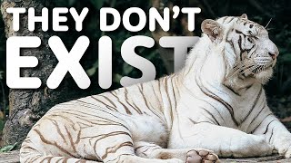 White Siberian Tigers Are a LIE! - Random Theory EP. 115