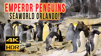Our Crazy Day at SeaWorld Orlando: Emperor Penguins, Rides, and More!