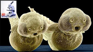 Incredible Micro World Marvels: A Closer Look Through The Lens | Ultimate Facts