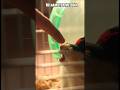 Hámster enana me muerde no me soporta #comedy #comedia #hamsters #humor #memes #pets #funnypets