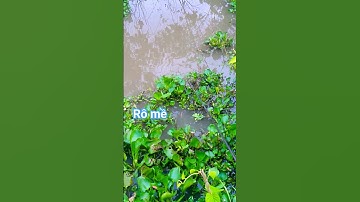 Câu cá rô mề bự dữ vậy trời @chuachactv