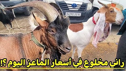 آخر اخبار سوق المواشي : فيديو خاص بأسعار الماعز .. إرتفاع كبير في اسعار الماعز اليوم لماذا الله أعلم