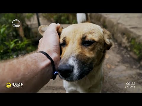 სასიკვდილო სათამაშოების სია და ზიანის მომტანი „სასუსნავები\" - რუბრიკაში „თათების იმედი“