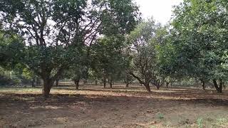 Mango Garden🌳🌳 in India part 2