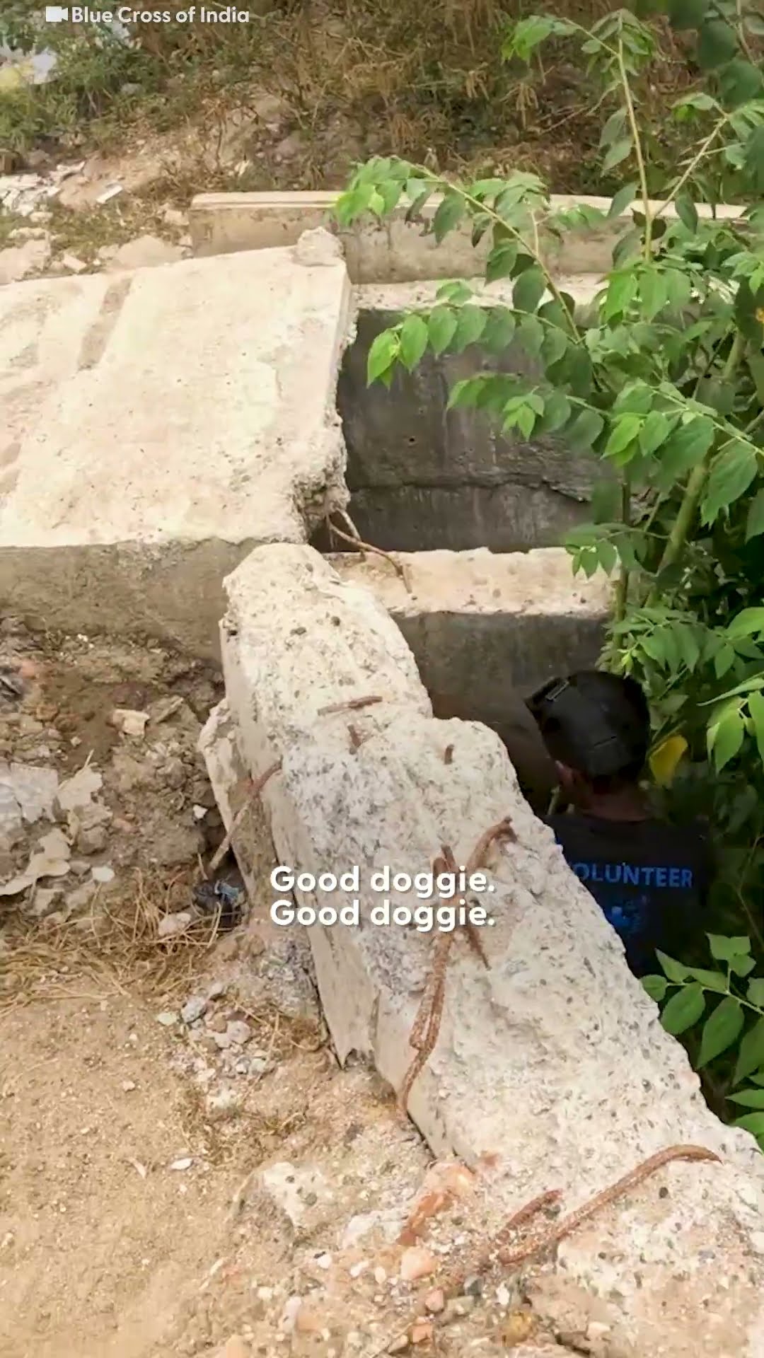 Boxer Dumped In A Canal Gets Rescued | The Dodo