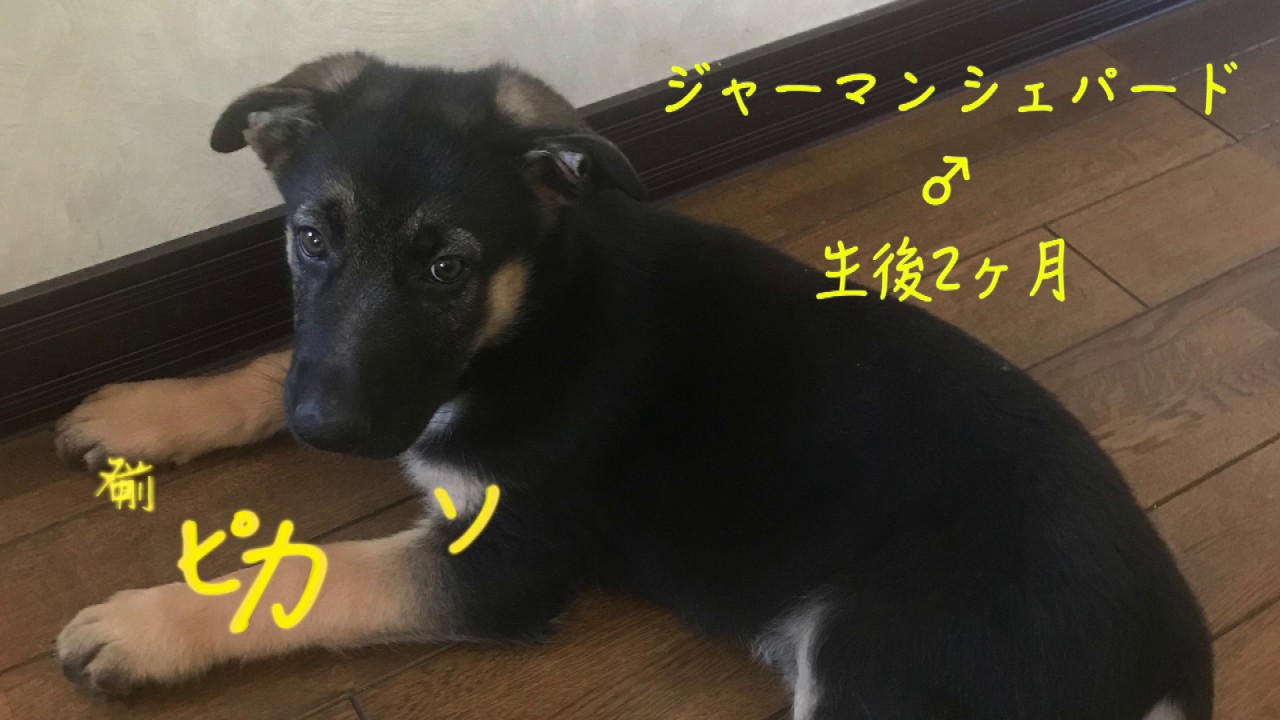 シェパードの子犬がやって来た Youtube