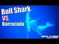 Bull Shark Attack | Barracuda Attacked by Shark