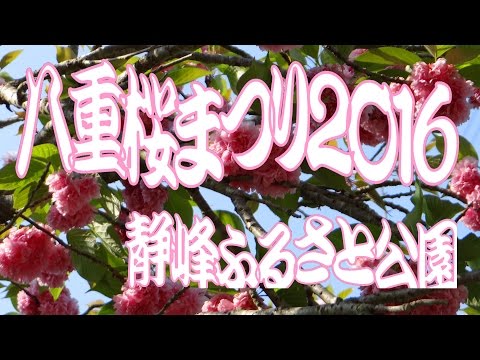 PRV八重桜まつり２０１６のご案内・那珂市静峰ふるさと公園