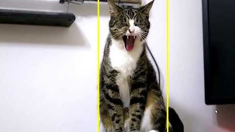 Cat Recognition using TensorFlow and ROS