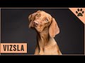 Viszla Perro en español | Características y cuidados | Perros Mundo