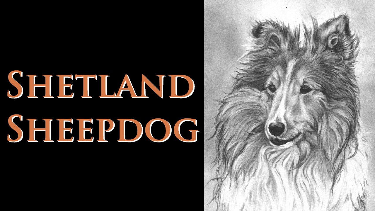 Download Video Drawing Series 01 - Shetland Sheepdog - YouTube