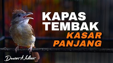 MASTERAN KAPAS TEMBAK BESETAN TEMBAKAN KASAR AUDIO JERNIH COCOK UNTUK ISIAN BURUNG MURAI BATU MUDA