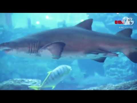 kings of the Dubai mall,, United Arab Emirates