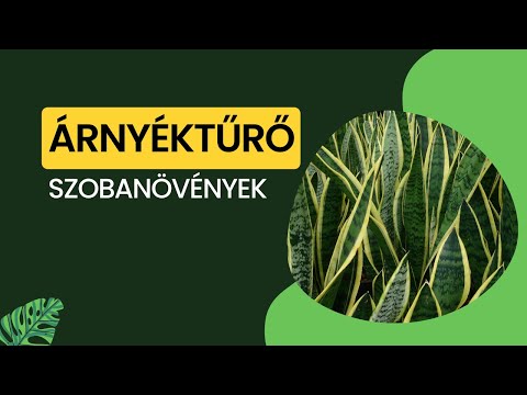 Videó: Mely szobanövények szeretnek gyökeret kötni?