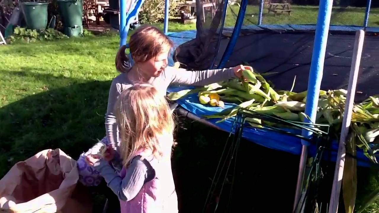 Pigerne høster majs