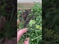 Swallowtail Caterpillars Love Fennel And Dill Homestead Gardening Herbs Butterfly Herbgarden 
