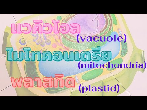 วีดีโอ: จุดประสงค์ของแวคิวโอลคืออะไร?