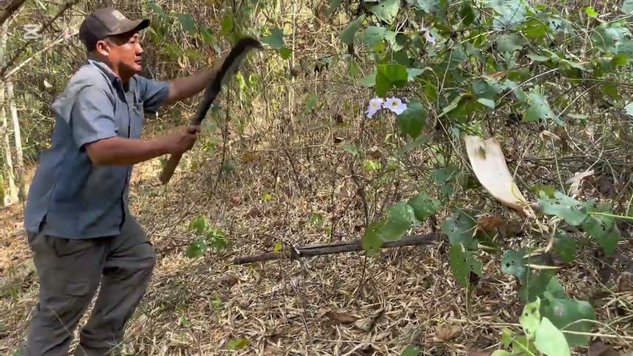 3 March 2026 Help cut down the bambo trees #Deportee in Laos