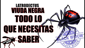 ¿Por qué la viuda negra no puede tener un hijo?