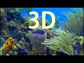 In 3d an underwater coral paradise  an underwater 3d channel film