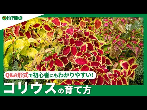 109 コリウスの育て方 葉の色を美しく保つには 水やりや肥料 摘心などの管理方法もご紹介 Plantiaq A 植物の情報 育て方をq A形式でご紹介 Youtube
