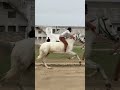 HORSE RACING BAREBACK RIDING #horse #horseracing #horselover #marwarihorse #horsesports