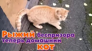 Рыжий беспризора теперь домашний кот.