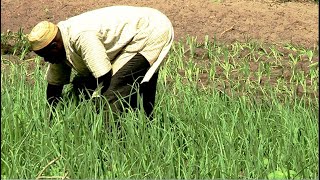 VIVRE DIGNEMENT DE SA TERRE : Une expérience  agro écologique au Sénégal.