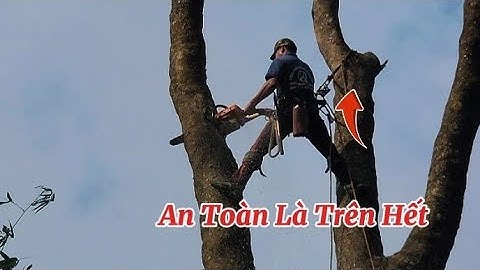 Anh Đỗ Nhiều chuyên gia hạ tàn cây Xà Cừ và khi rảnh anh làm((móng trèo cây))để kiếm thêm thu nhập.